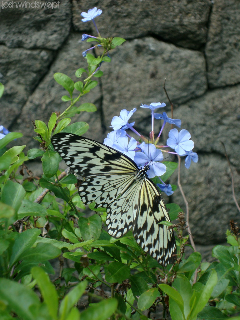 Metamorphosis