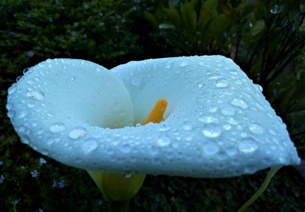 File:White Lily flower.jpg