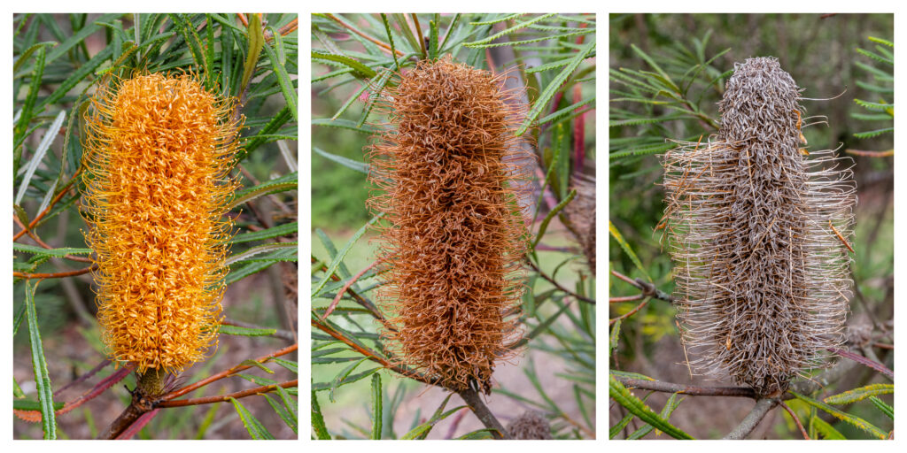 File:Banksia spinulosa - flowers, Christchurch Botanic Gardens, Canterbury, New Zealand.jpg